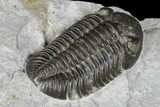Prone Eldredgeops Trilobite - Sylvania, Ohio #175641-3